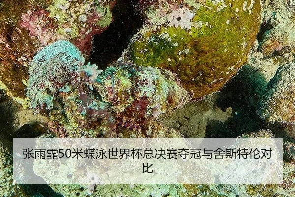 zhang-yu-fei-mi-die-yong-shi-jie-bei-zong-jue-sai-duo-guan-yu-she-si-te-lun-dui-bi-2-293.jpg